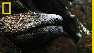 Giant Salamander As Big As a Dog  National Geographic [upl. by Melmon22]