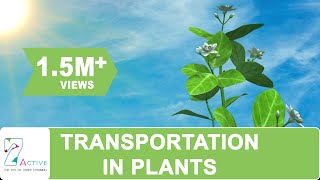 Transportation in Plants [upl. by Dermot]