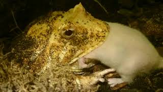 GRAPHIC Pacman Frog Eats Live Mouse Ceratophrys Ornata [upl. by Ydnar]