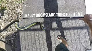 Very Defensive Boomslang Rescue [upl. by Lachus]