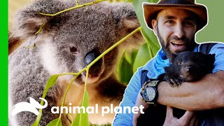 Learn More About Australia’s Marsupials  Animal Planet [upl. by Nnaik]