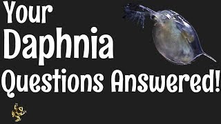 Daphnia Questions Answered [upl. by Aenit]