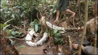 El vídeo viral de un hombre liberándose de una pitón [upl. by Katlin]