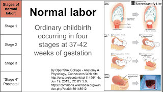 Normal labor ordinary delivery [upl. by Center191]