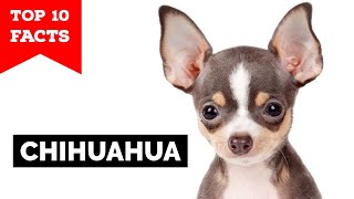 Chihuahua  Top 10 Facts [upl. by Reynolds]