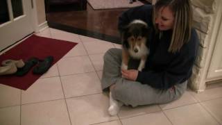 Sheltie Meets the Puppies [upl. by Ethelinda]