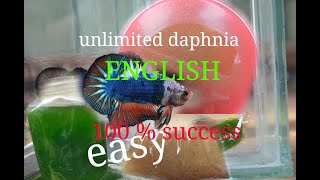 daphnia moina culture Easy way Unlimited production English  with sub Green water Chlorella [upl. by Kippie]