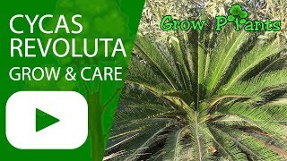 Cycas revoluta  grow amp care [upl. by Nylla]