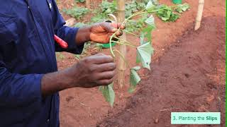 Planting Sweet Potatoes From Slips [upl. by Iramohs]