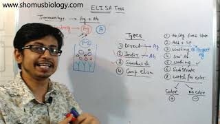 Competitive elisa procedure explained [upl. by Solim]