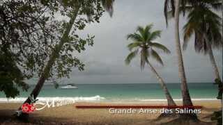 Martinique  Sainte Anne la plage des Salines [upl. by Mill455]