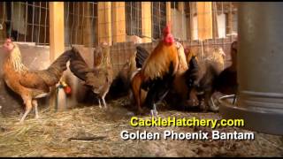 Golden Phoenix Bantam Chicken Breed Breeder Flock  Cackle Hatchery [upl. by Anaoy]