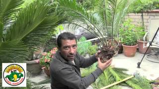 How to Relocate a Sago Palm  Cycas Revoluta [upl. by Aura]