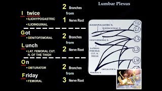 Imaging of the Brachial Plexus [upl. by Imray]