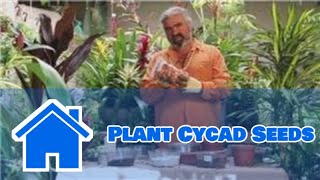 Gardening Help  How to Plant Cycad Seeds [upl. by Suirtemed851]