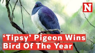 New Zealand Crowns ‘Drunk’ Pigeon Bird Of The Year [upl. by Meeki]