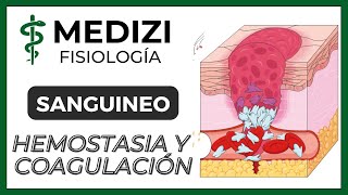 Clase 36 Fisiología Sanguínea  Hemostasia y coagulación Plaquetas IGdoctorpaiva [upl. by Edalb]