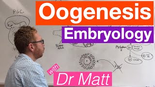 Oogenesis  Embryology [upl. by Anilehcim]