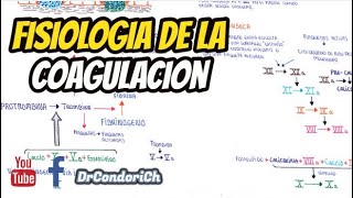 Hemostasia fisiologia de la coagulacion plaquetas [upl. by Neitsabes]