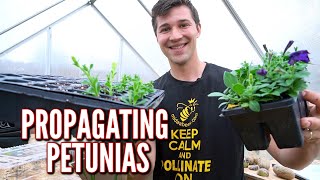 Easily Propagate Petunia Cuttings [upl. by Dolorita]