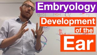 Development of the Ear  Embryology [upl. by Etnaled]