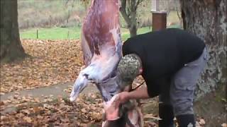 how to skin and quarter your deer [upl. by Memberg]