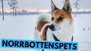 Norrbottenspets  TOP 10 Interesting Facts [upl. by Cousin]