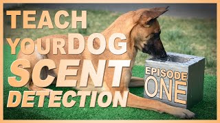 How to Teach Your Dog Scent Detection Episode 1 [upl. by Auqinet]