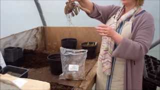 How to plant dahlia tubers [upl. by Auria]