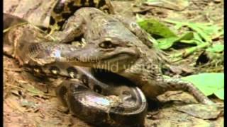 Worlds Deadliest Anaconda vs Caiman [upl. by Anitnerolf]