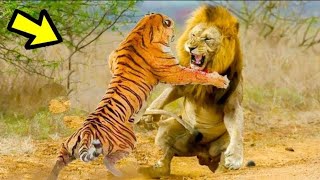 10 Batallas Épicas De Animales Captados en CÁMARA  Ep 21  LEÓN vs TIGRE [upl. by Zsolway]