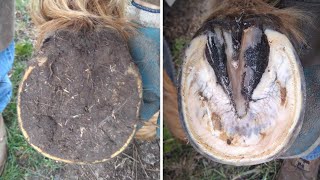 Horse Hoof RESTORATION  Satisfying  HORSE HOOF TRIMMING [upl. by Ragde]