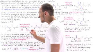 Oxidation of Fatty Acids [upl. by Darrel]