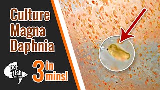 How to culture DAPHNIA MAGNA  The easy way [upl. by Dnalra]