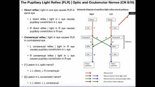 The Pupillary Light Reflex  Structure amp Clinical Interpretation [upl. by Given]