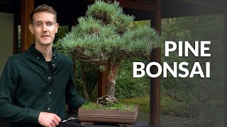 Pine Bonsai trees Pinus [upl. by Lizned]