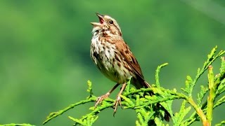 Song Sparrow Singing a Song [upl. by Vale]