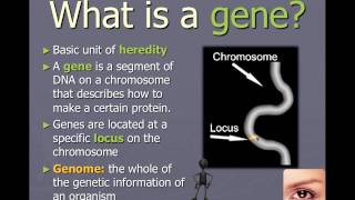 Chromosomes genes and alleles IB Biology [upl. by Averyl960]