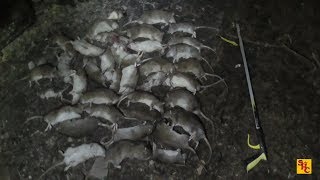 Pest Control with Air Rifles  Rat Shooting  Archive Bro Ratting 2 [upl. by Sylado]