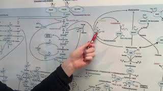 MTHFR  High homocysteine and Low homocysteine [upl. by Chase514]