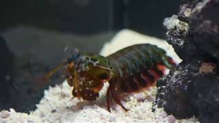 Underwater Beauty Mantis Shrimp Punch [upl. by Esyla]