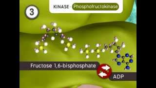 Glycolysis The Reactions [upl. by Trah]