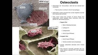 Physiology of the Osteoclast [upl. by Narba]