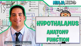 Neurology  Hypothalamus Anatomy amp Function [upl. by Aerehs]