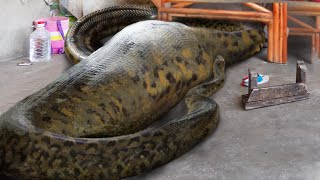 10 Humans Found Inside Snakes [upl. by Acinod252]