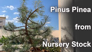 Pinus Pinea Bonsai From Nursery Stock  March 2019  Small Balcony Bonsai [upl. by Noet753]