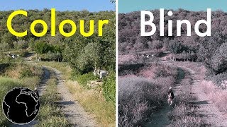 How Color Blindness Works [upl. by Tailor]