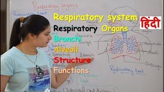 Respiratory system anatomy amp physiology in hindi  Organs  structure  functions [upl. by Pasquale]