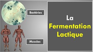 La Fermentation Lactique [upl. by Schreck]