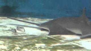 How the sawfish uses its saw [upl. by Kyl]